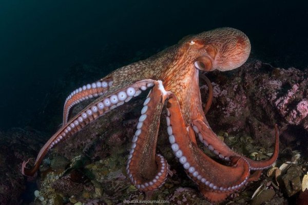 Kraken ссылка зеркало официальный сайт